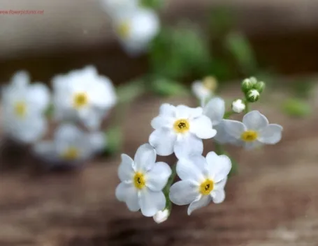 invio fiori per lutto