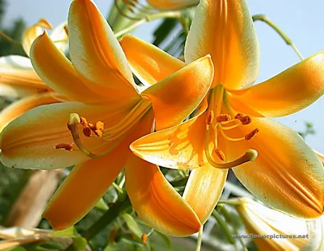 invio fiori per maggiore et?-1