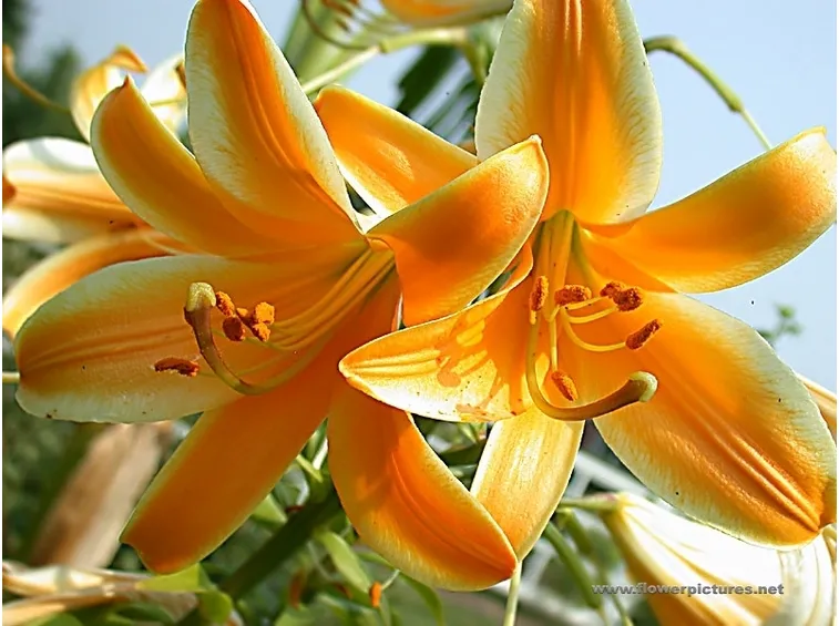 invio fiori per maggiore et?-1