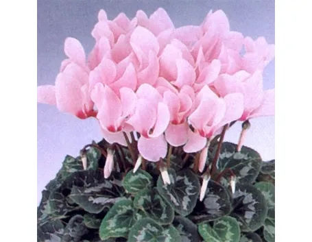 invio fiori per maggiore et?