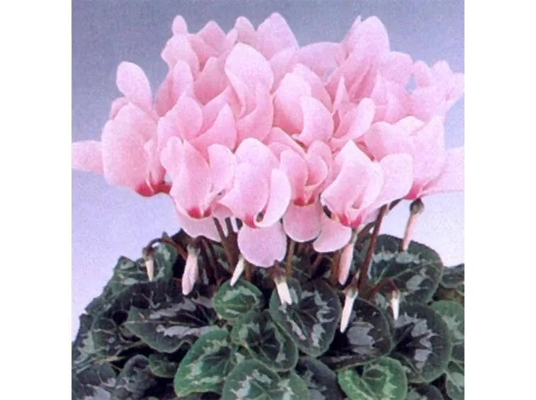 invio fiori per maggiore et?