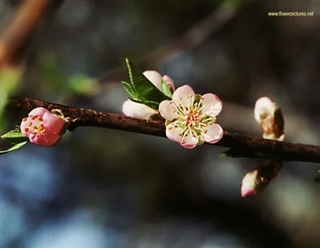 invio fiori per mi dispiace-1