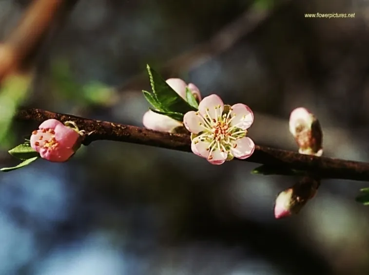 invio fiori per mi dispiace-1