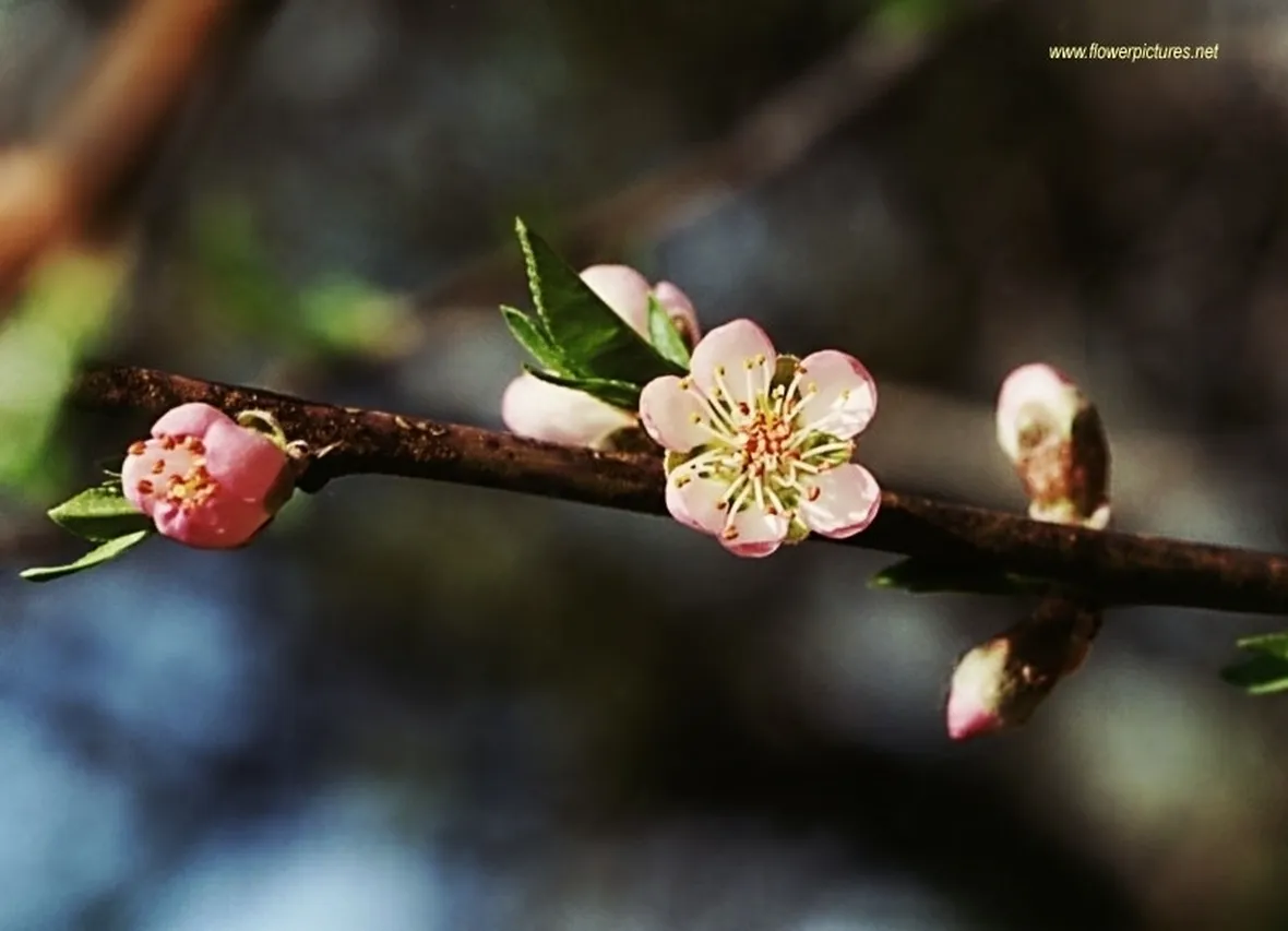 invio fiori per mi dispiace-1