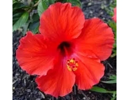 invio fiori per nascita-1