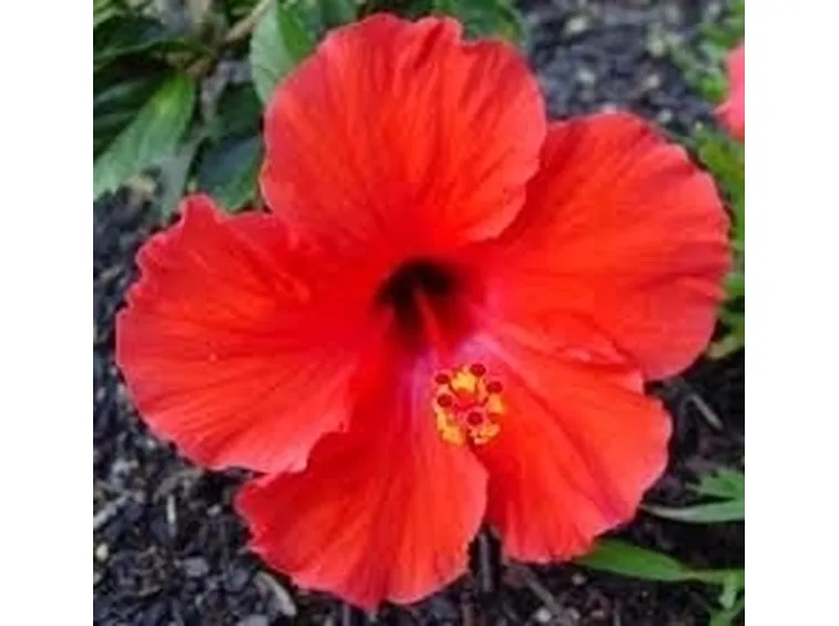 invio fiori per nascita-1