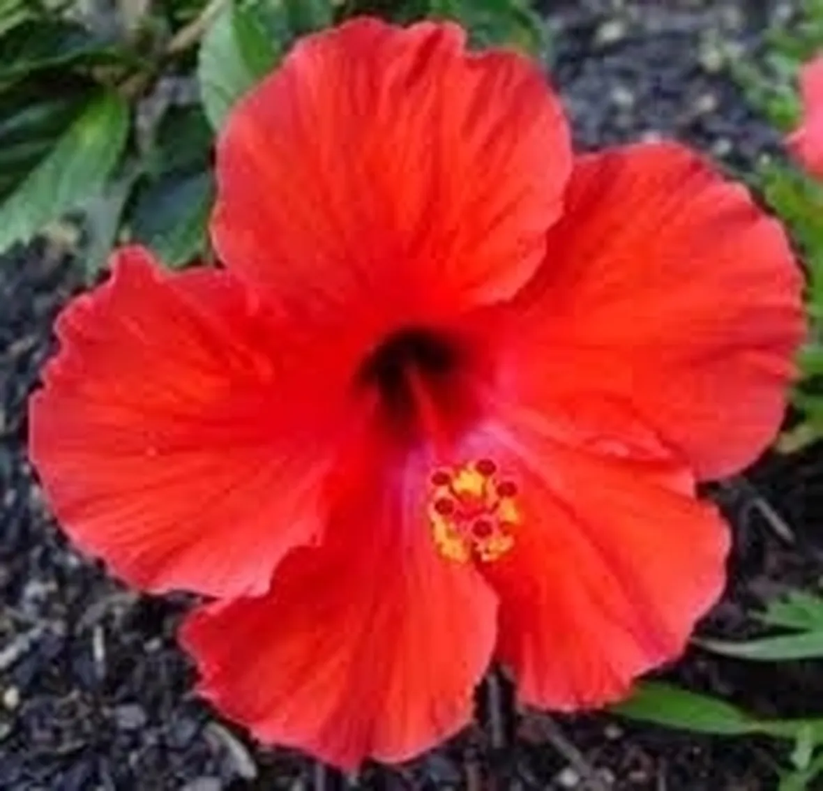 invio fiori per nascita-1