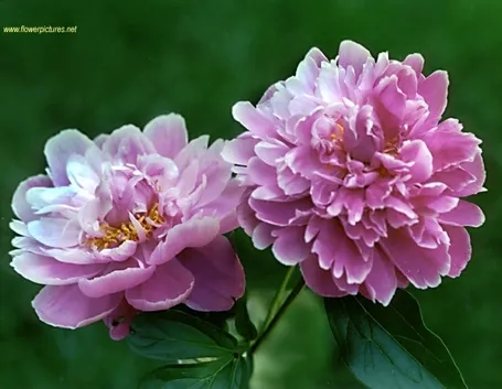 invio fiori per nascita