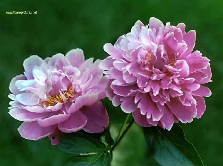 invio fiori per nascita