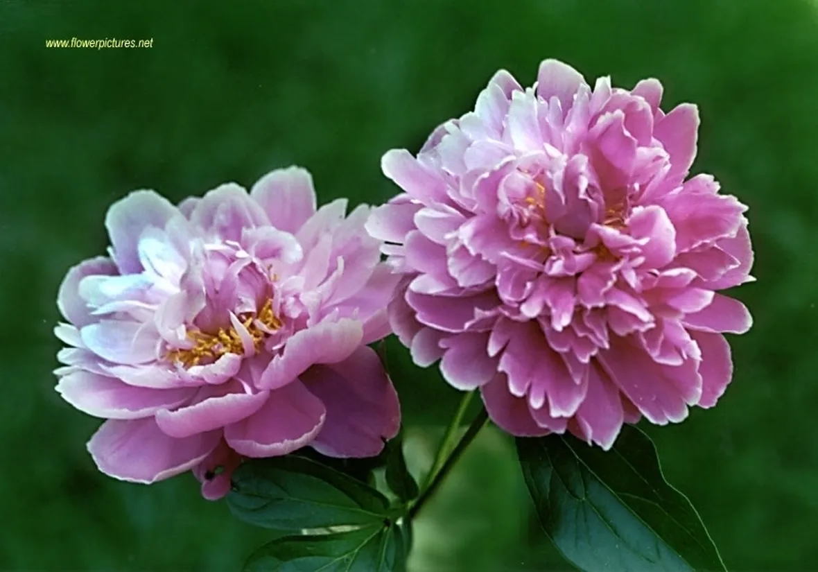 invio fiori per nascita