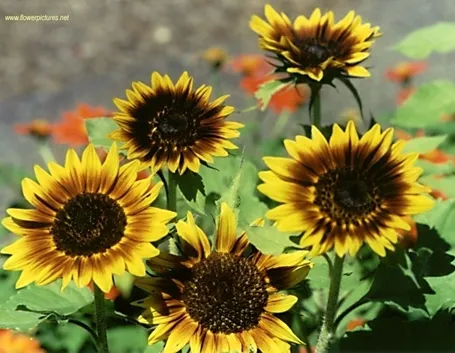 invio fiori per natale buon anno-2