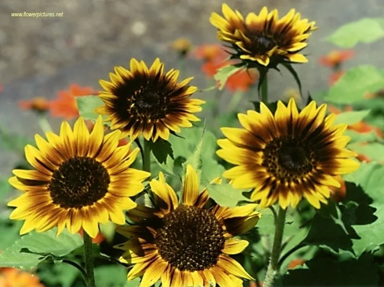 invio fiori per natale buon anno-2