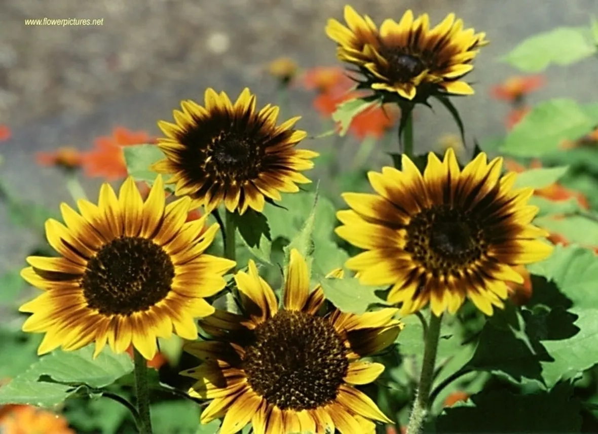 invio fiori per natale buon anno-2
