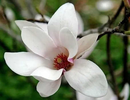 invio fiori per natale buon anno