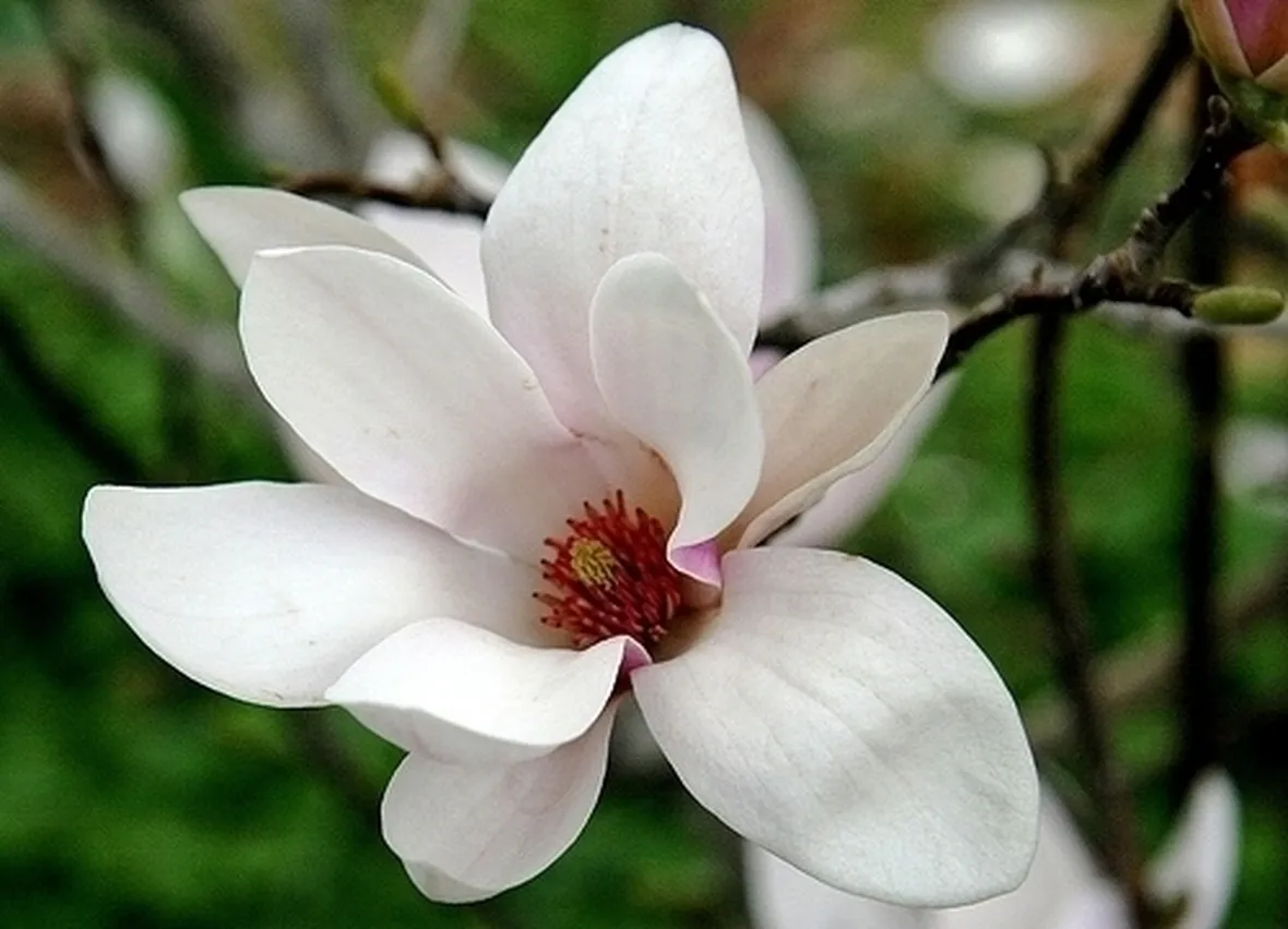invio fiori per natale buon anno