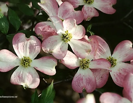invio fiori per nozze-1