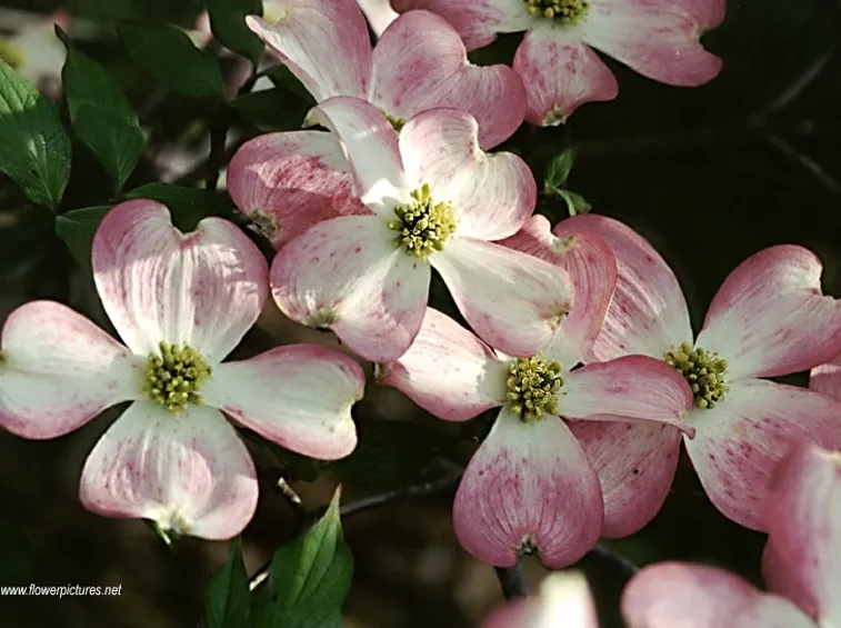 invio fiori per nozze-1