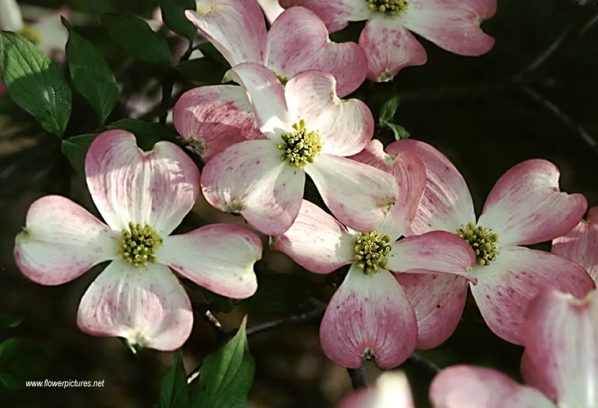 invio fiori per nozze-1