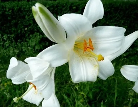 invio fiori per nozze argento-oro-2