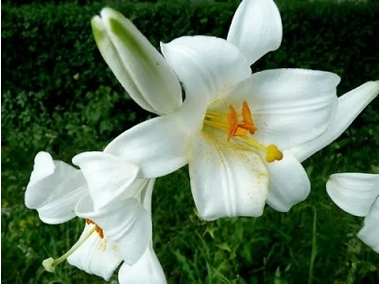 invio fiori per nozze argento-oro-2