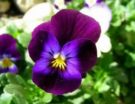 invio fiori per onomastico-2