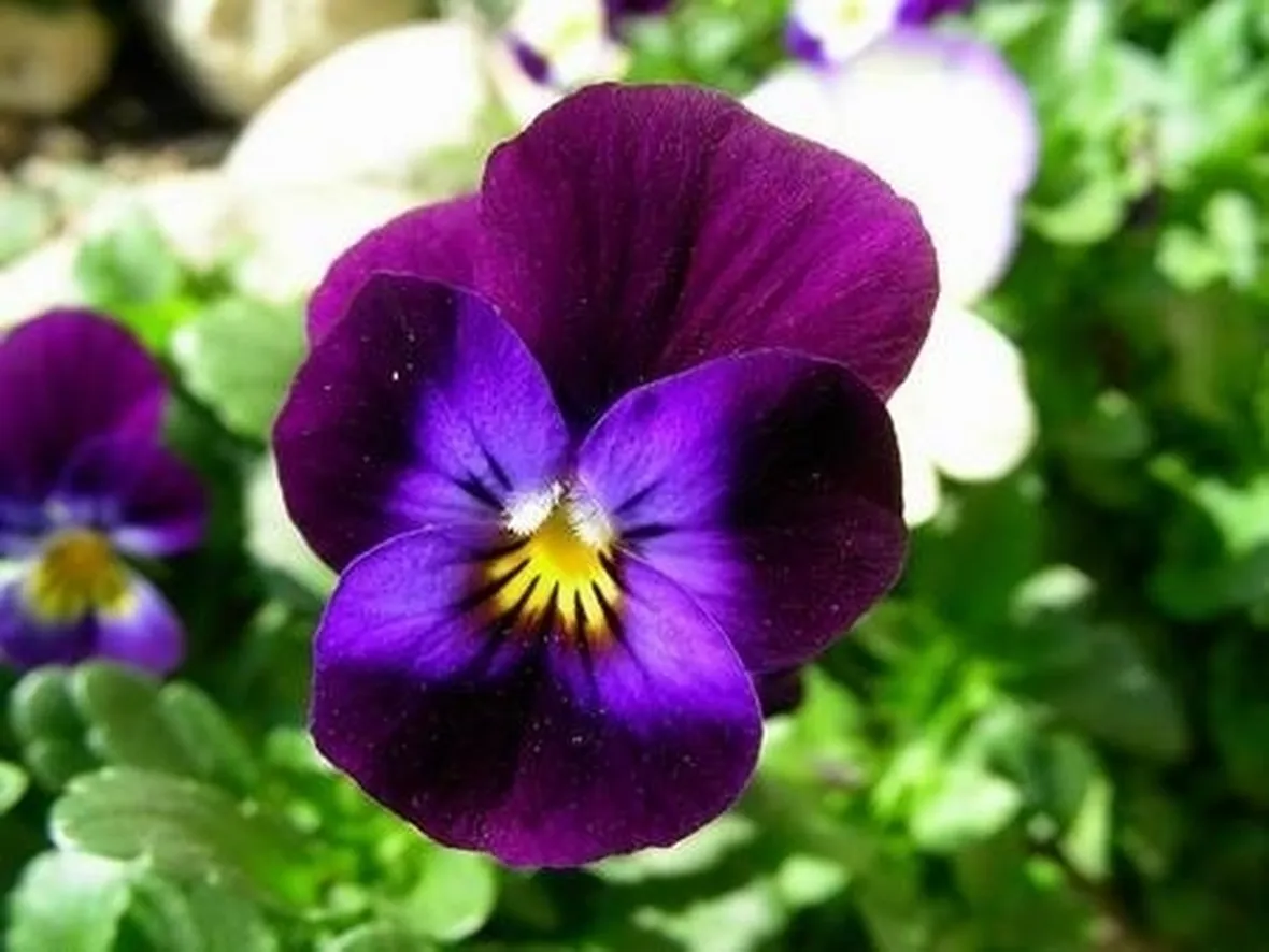 invio fiori per onomastico-2