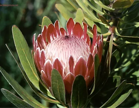 invio fiori per onomastico