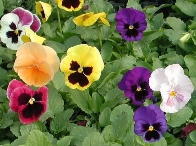 invio fiori per regalo-2