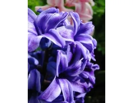 invio fiori per ringraziamenti-2