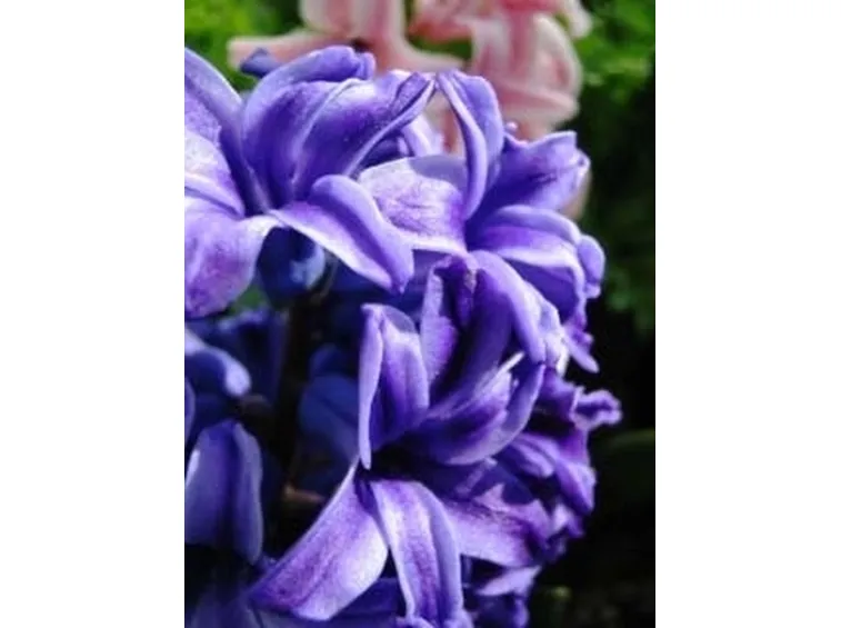 invio fiori per ringraziamenti-2