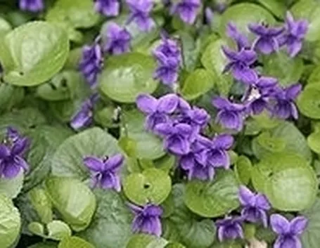 invio fiori per ringraziamenti