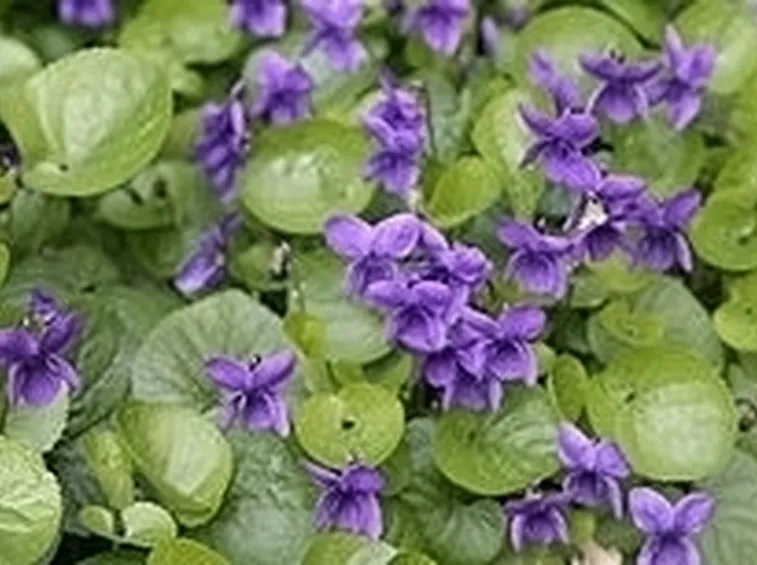 invio fiori per ringraziamenti