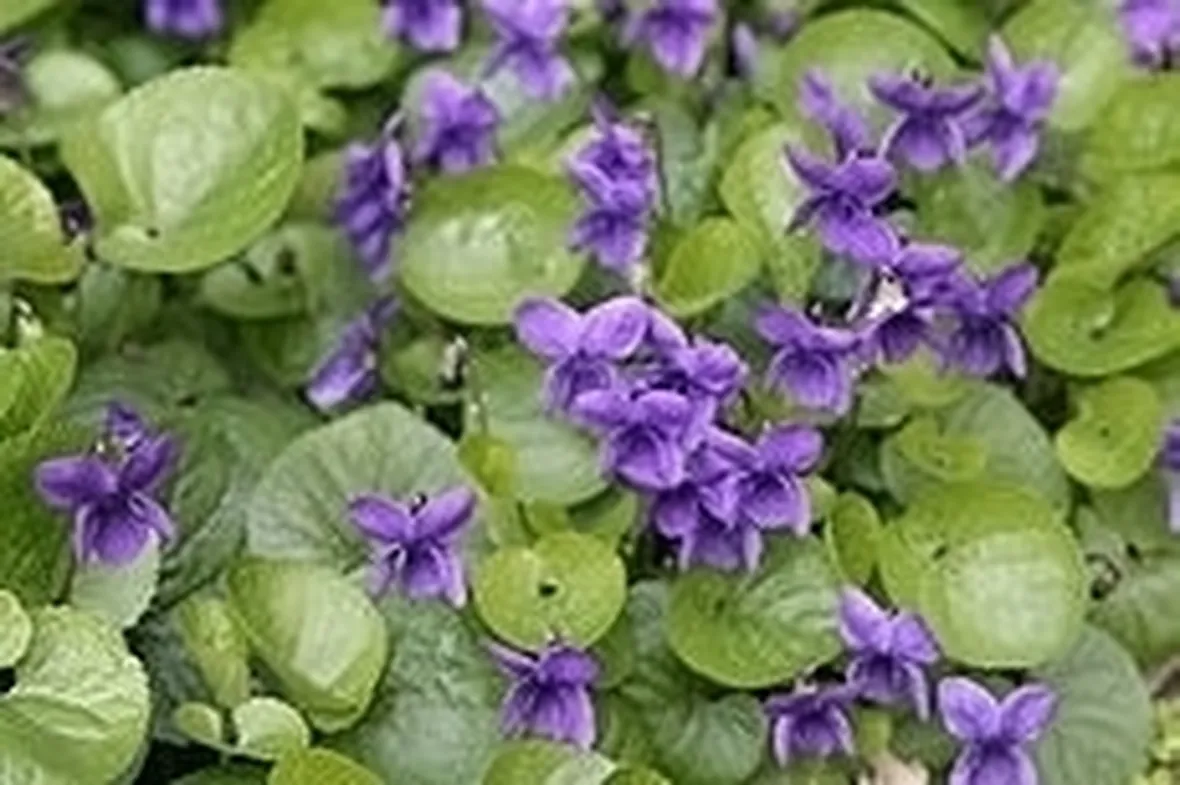 invio fiori per ringraziamenti