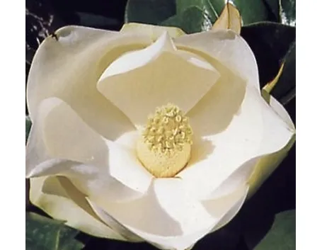 mazzi per nozze argento-oro