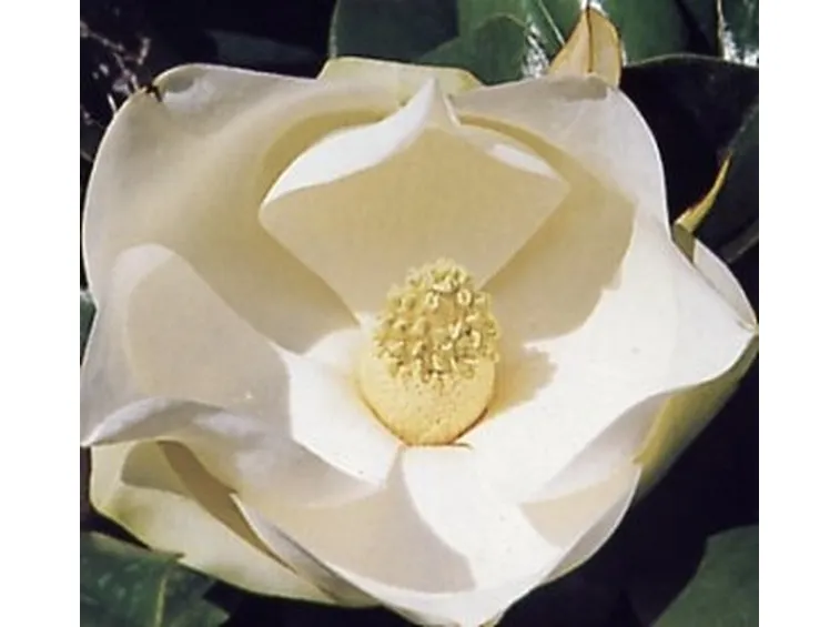 mazzi per nozze argento-oro
