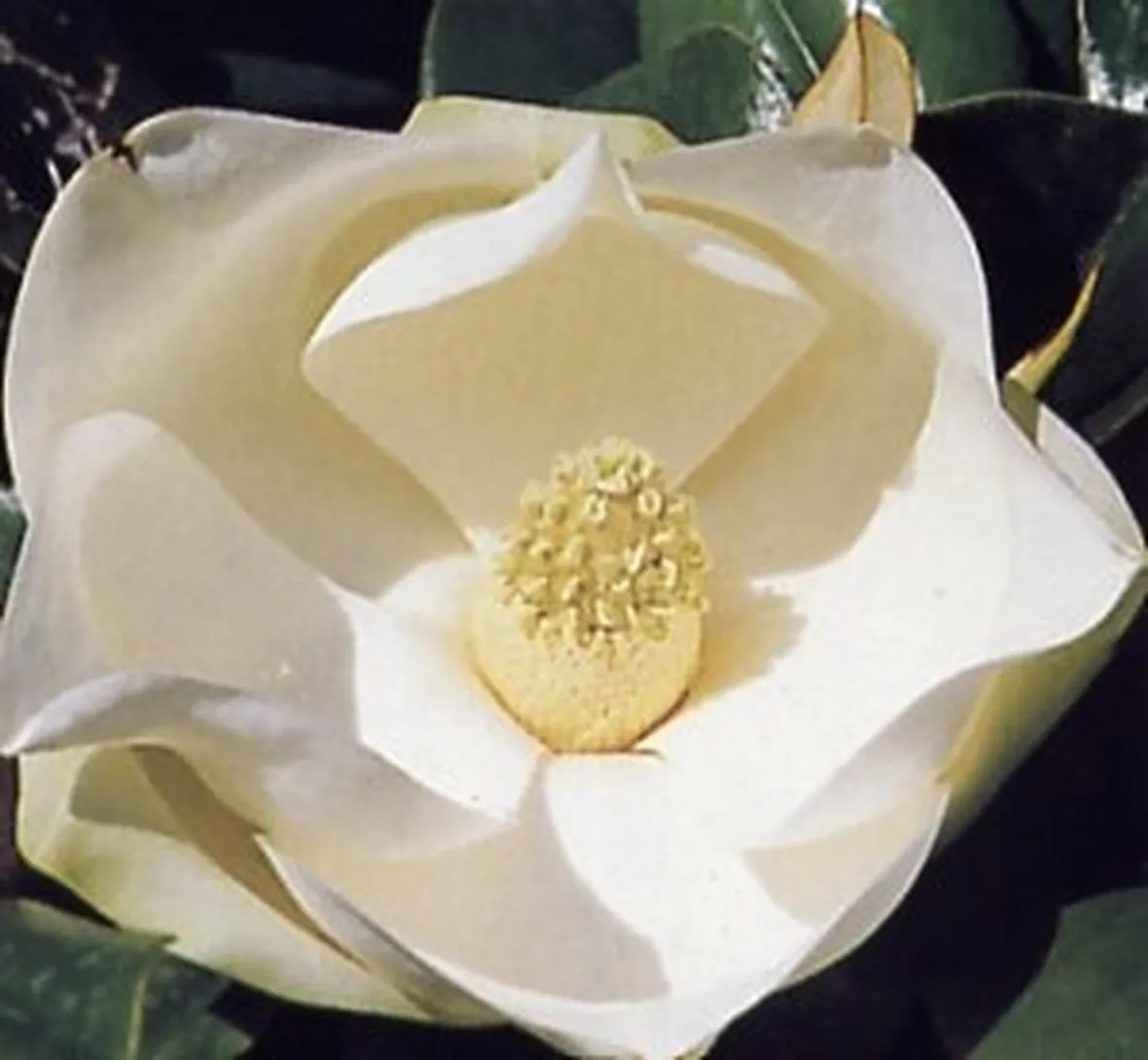 mazzi per nozze argento-oro