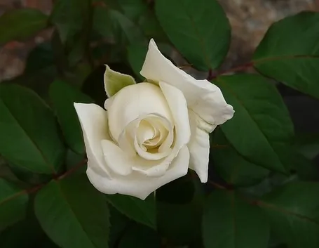Padova fiori
