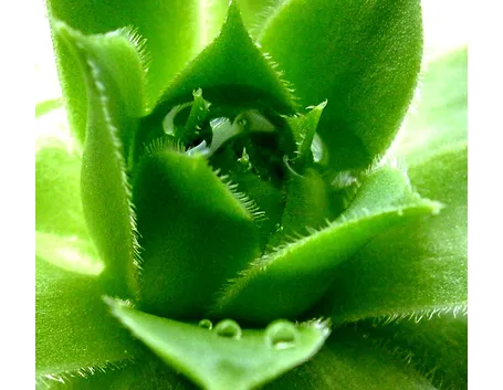 Parma fiori