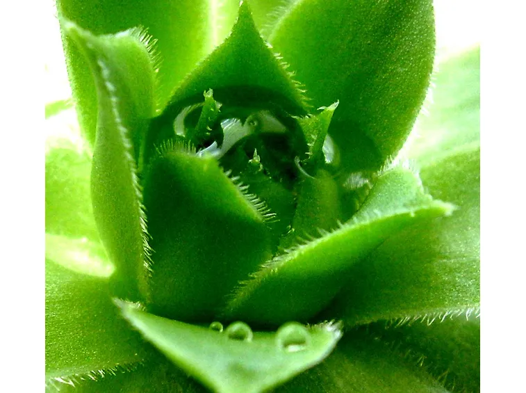 Parma fiori