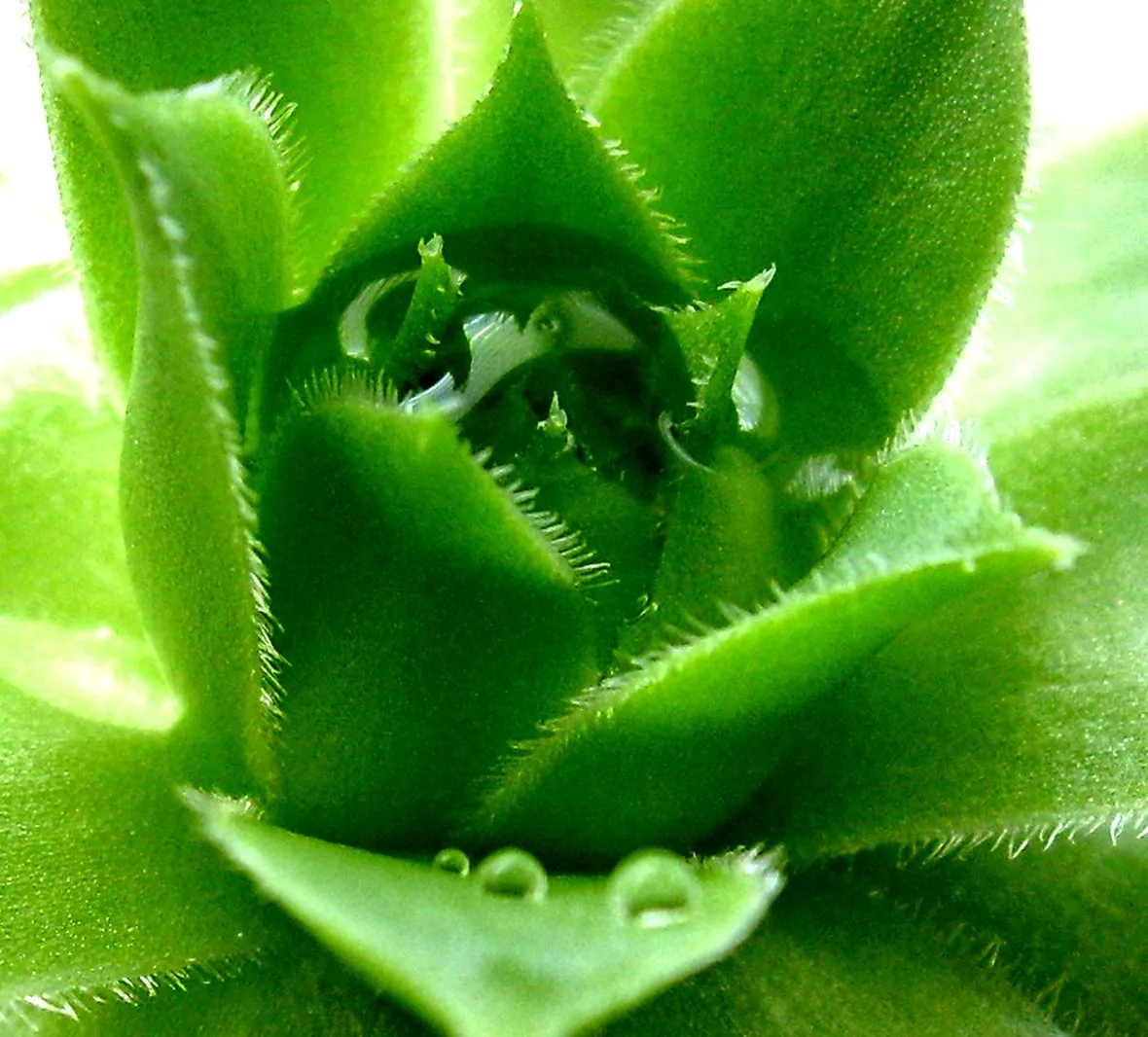 Parma fiori