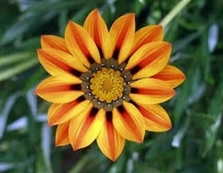 Prato fiori