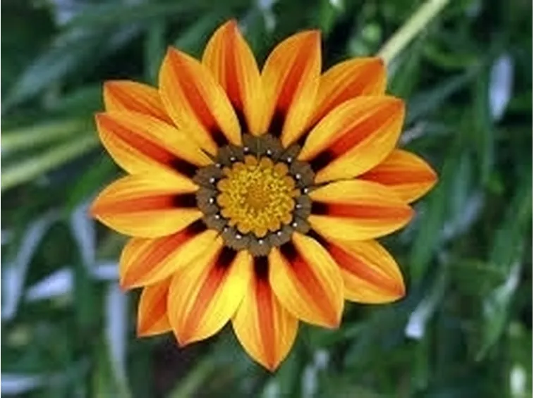 Prato fiori