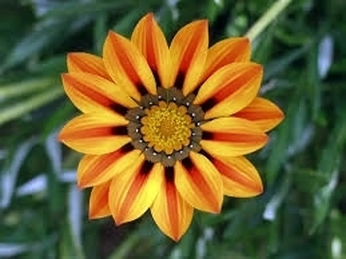 Prato fiori