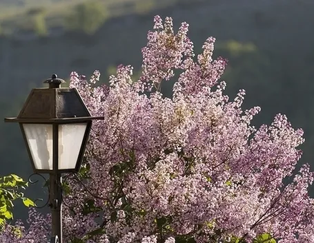 spedire fiori a Brescia
