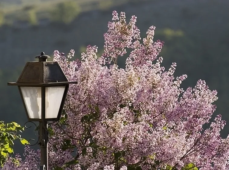 spedire fiori a Brescia