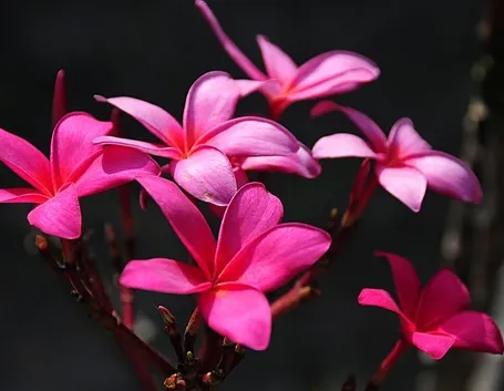 spedire fiori a Forl