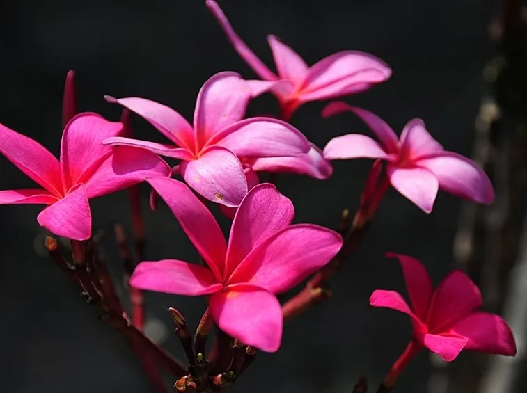 spedire fiori a Forl