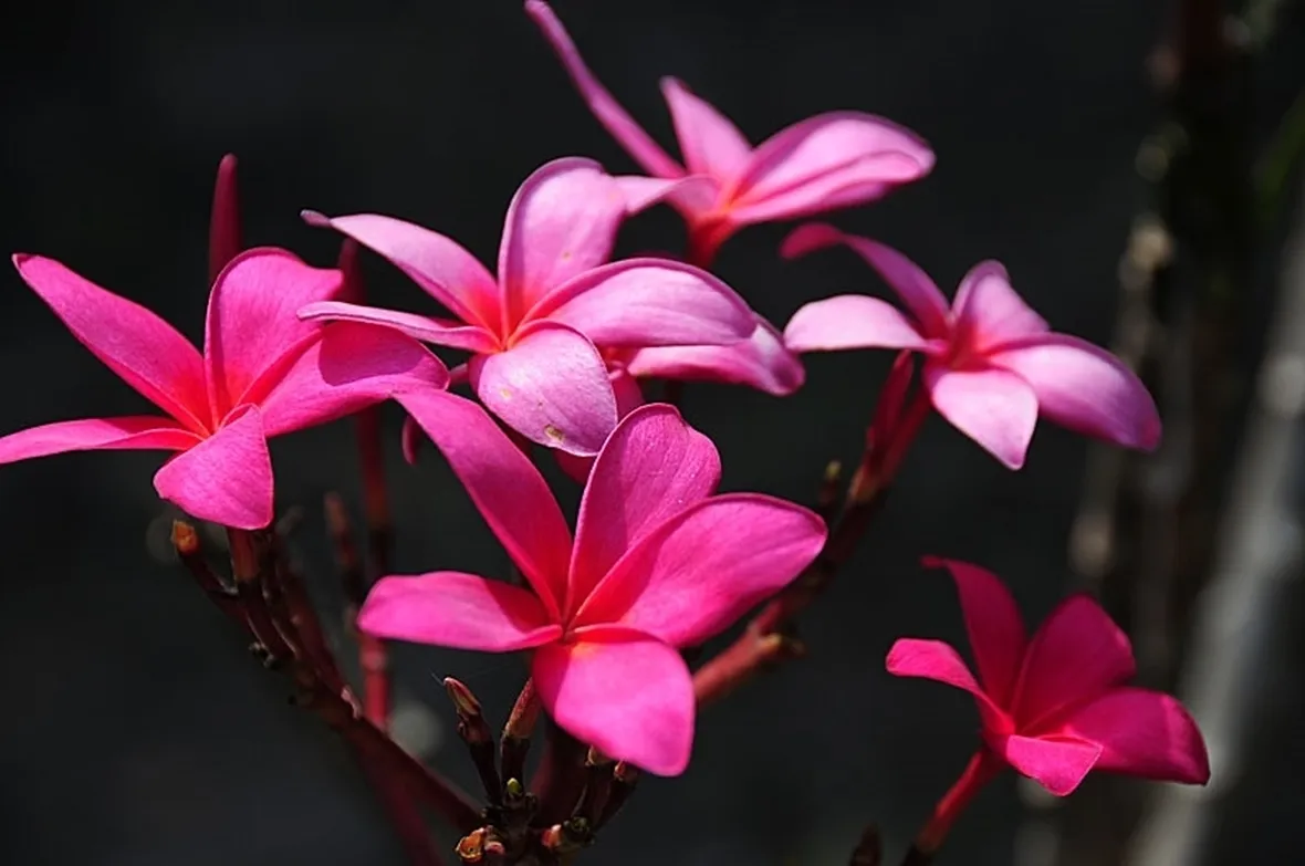 spedire fiori a Forl