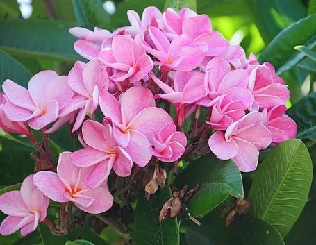spedire fiori a Giugliano in Campania