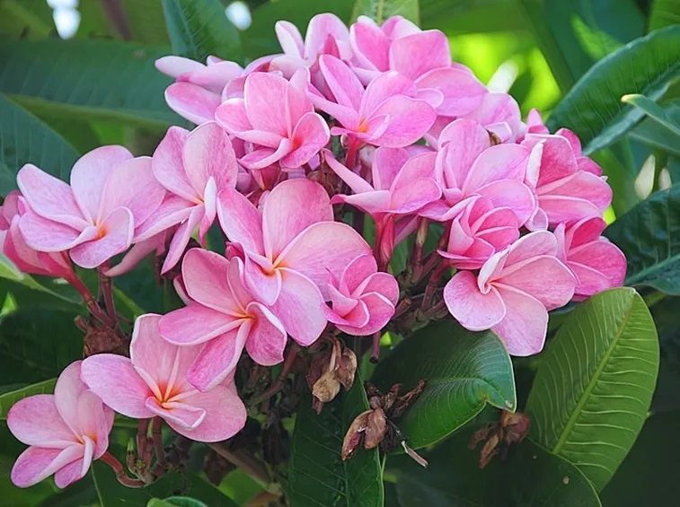 spedire fiori a Giugliano in Campania